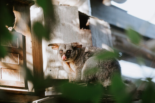 Brush tailed possum standing on a beam outside house.