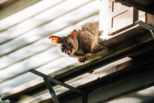Brush tailed possum standing on a beam outside house.