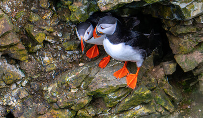 A pair of puffins cuddled together on a ledge