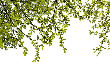 green leaves isolated on white background