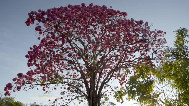 Ip&ecirc; Rosa com as flores iluminadas  pelo Sol ao entardecer