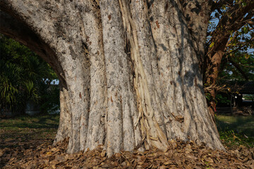 big tree  in the forest