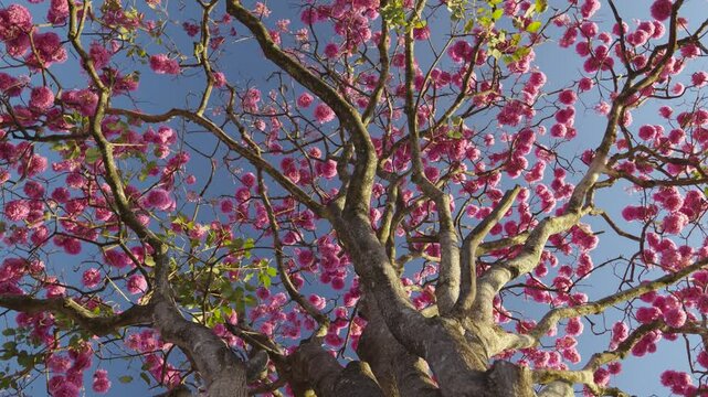 Flores do Ip&ecirc; Rosa com c&eacute;u azul de fundo