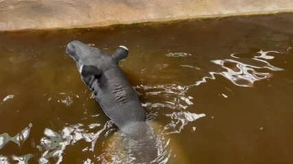 tapir floats in dirty water