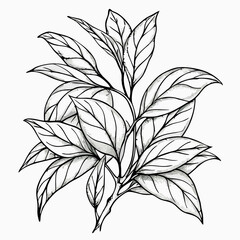 Fototapeta premium Line Art Drawing of Tea Leaves Branch
