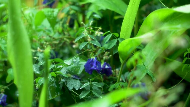 Rain gently falls on green garden near a quiet house as drops in to leaves, galangal and flowers. Take the mood reels sound and calm of the rainy season through nature rhythm.