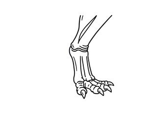 Dinosaur leg drawing. It is a black and white outline image of a dinosaur's leg and foot, showing its skeletal structure and claws. Vector sketch line art draw.