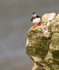 A single puffin on a ledge over the sea