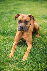 Exhausted brown Boxer dog with tongue out rests on a vibrant lawn after energetic playtime in a sunny backyard garden with lush green grass