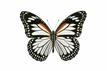 a high quality stock photograph of a single butterfly close up full body isolated on a white background isolated, white background