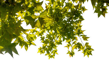 green leaves on a branch on white