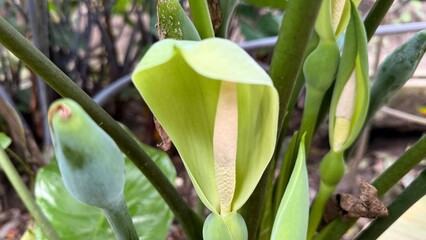 Philodendron Flower Unfurling its Spathe and Spadix, Surrounded by Green Stalks and Leaf Buds © IT'S ORA