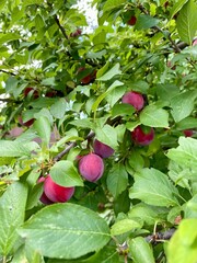 Juicy plums grow and ripen on a fruit tree, healthy food