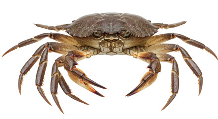 Isolated Crab