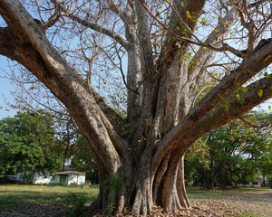 big Bodhi Tree, Pipal Tree old tree  in the temple at country side