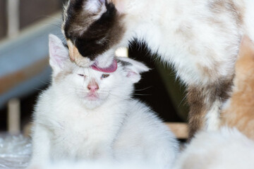 Mamá gato acicalando a su hijo