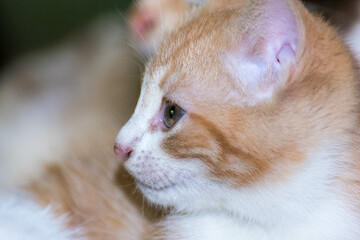Un dulce gato de perfil