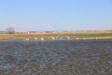 Laguna