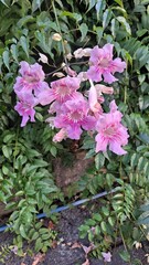 Flores