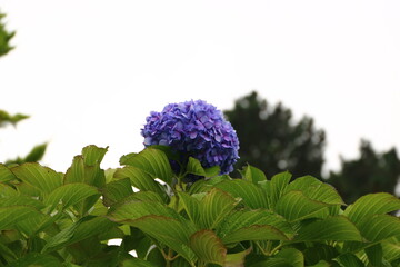 Flores