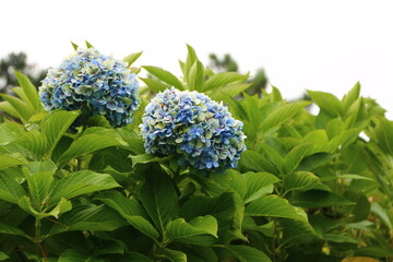 Flores