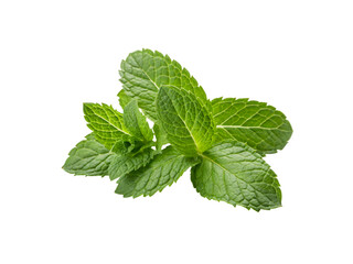 Fresh green mint sprig isolated on transparent background