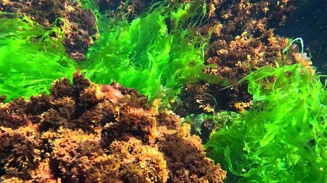 Underwater life, Green algae Enteromorpha and red algae Porphyra and Ceramium sway on stones in the spring at a shallow depth near the shore in the Black Sea.