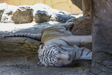 Close up white tiger is sit down and rest on floor