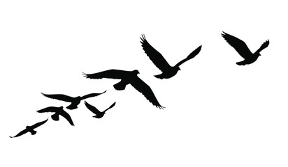 goose birds fly silhouette black isolated white background