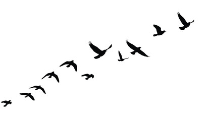goose birds fly silhouette black isolated white background