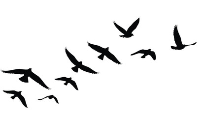 goose birds fly silhouette black isolated white background