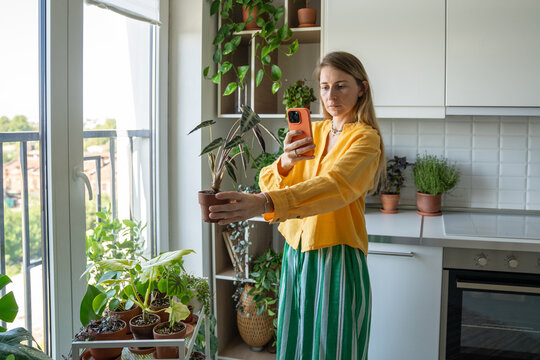 Woman blogger filming phone vlog about botany holding Alocasia Bambino, sharing plant care tips. Social media content, plant lover vlogging streaming, indoor gardening, floral education, green thumb