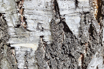 Textured Close-Up of Rugged Tree Bark for Nature Background and Design Elements