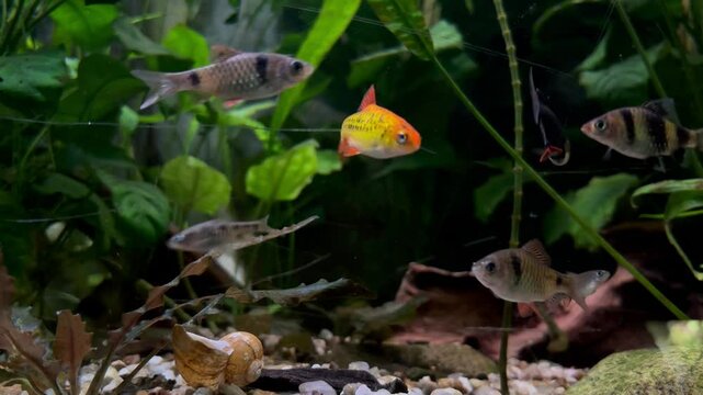 Colorful fish actively swimming in aquarium