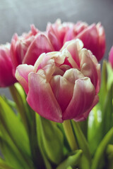 Pink Tulips Blooming in Spring: Nature's Elegant Masterpiece for Floral Decor