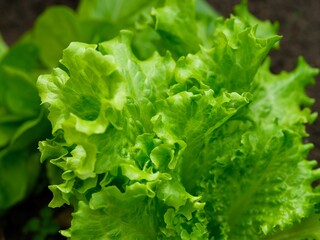 Close-up shot of fresh organic lettuce growing in the garden