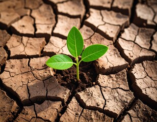 A tiny sprout emerges from cracked, dry soil symbolizing new beginnings after a failure.
