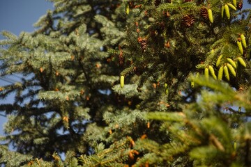 Spruce cones hanging on a spruce tree branches
