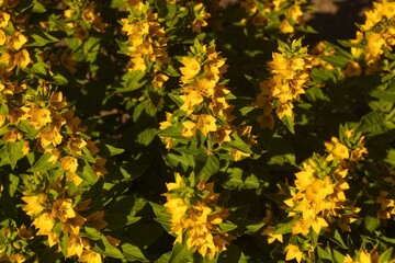 Large yellow loosestrife flowers (Lysimachia punctata) blooming in a garden