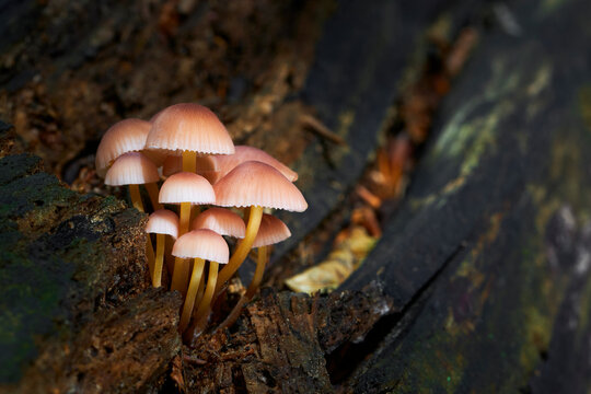 Mycena renati