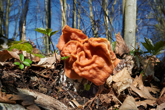 Discina fastigiata