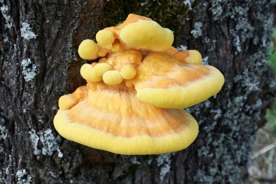 Laetiporus sulphureus