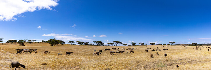 flock of sheep in the field
