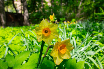 yellow flowers in the garden