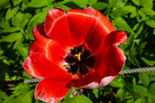 red poppy in the garden