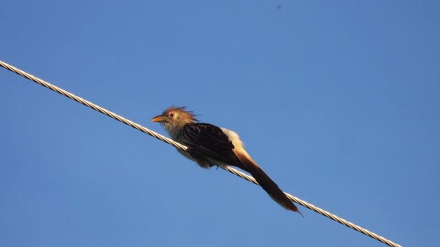 Guira Cuckoo Guira guira Perched on a Wire in Brazil