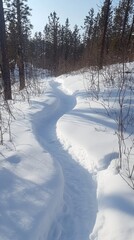 Obraz premium Snowy Forest Path in Winter with Tall Conifer Trees and Clear Sky Creating a Serene Cold Landscape Scene Suitable for Nature or Adventure Themes
