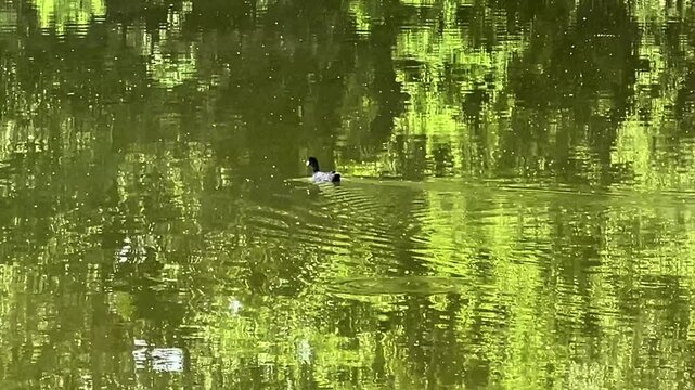 Wild duck swimming peacefully on calm water, natural wildlife scene.