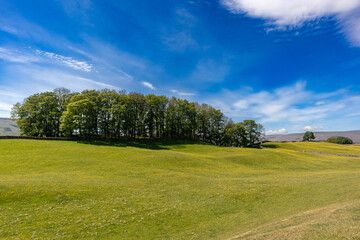 Buttercup meadow and tree covered hill under a summer sky