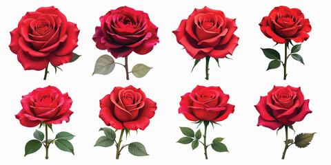 Red Blooming Garden Rose Set – Petals, Buds, Stems & Leaves Clipart for Floral Decoration